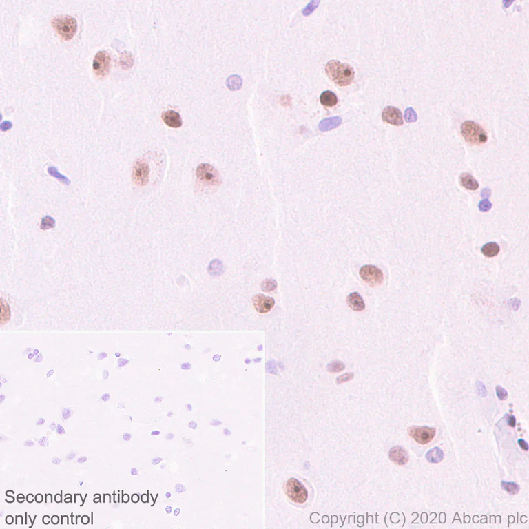 Immunohistochemistry (Formalin/PFA-fixed paraffin-embedded sections) - Anti-Cbx6 antibody [EPR23828-108] (AB259848)