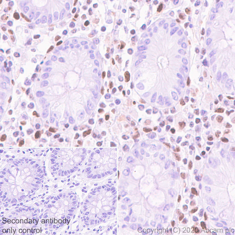 Immunohistochemistry (Formalin/PFA-fixed paraffin-embedded sections) - Anti-Cbx6 antibody [EPR23828-108] - BSA and Azide free (AB279707)