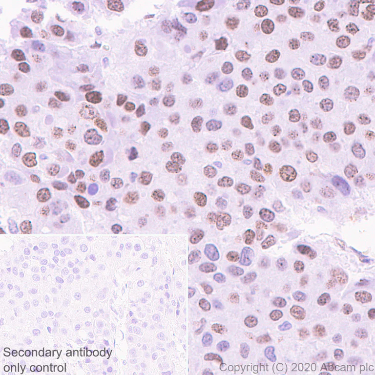 Immunohistochemistry (Formalin/PFA-fixed paraffin-embedded sections) - Anti-Cbx6 antibody [EPR23828-108] - BSA and Azide free (AB279707)