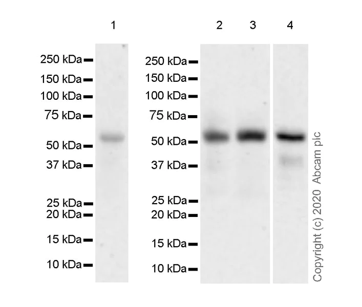 Western blot - Anti-Cbx6 antibody [EPR23828-108] - BSA and Azide free (AB279707)