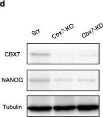 Western blot - Anti-cbx7 antibody (AB21873)