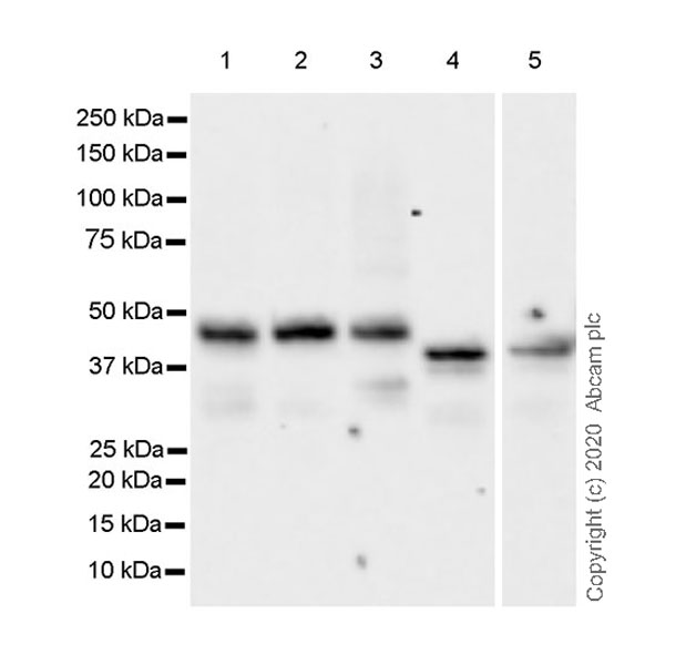Western blot - Anti-Cbx8 antibody [EPR23800-14] (AB259849), expandable thumbnail