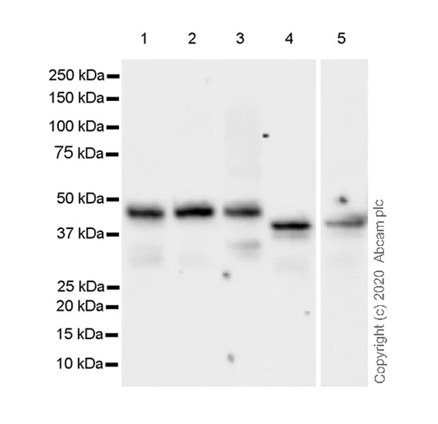 Western blot - Anti-Cbx8 antibody [EPR23800-14] (AB259849)