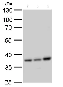 Western blot - Anti-CC137 antibody (AB183864)