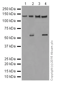 Western blot - Anti-CC2D1A antibody [EPR18421] (AB191472)