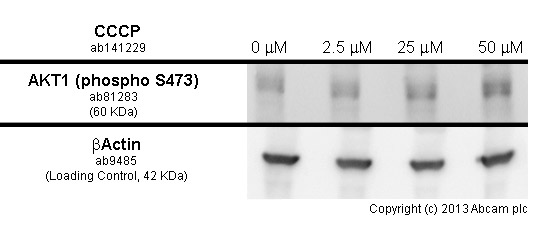 Functional Studies - CCCP, Mitochondrial oxidative phosphorylation uncoupler (AB141229), expandable thumbnail