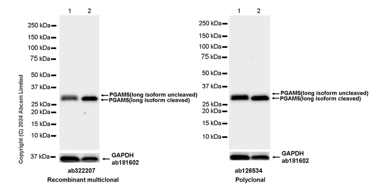 Western blot - CCCP, Mitochondrial oxidative phosphorylation uncoupler (AB141229)