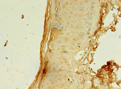 Immunohistochemistry (Formalin/PFA-fixed paraffin-embedded sections) - Anti-CCDC24 antibody (AB235512)
