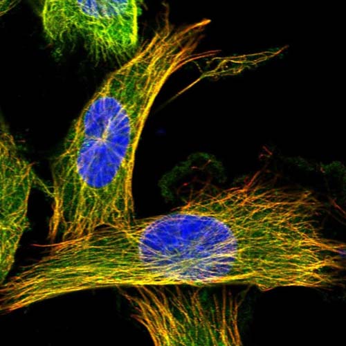 Immunocytochemistry/ Immunofluorescence - Anti-CCDC40 antibody (AB121727), expandable thumbnail