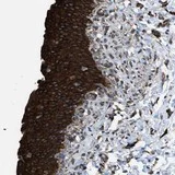 Immunohistochemistry (Formalin/PFA-fixed paraffin-embedded sections) - Anti-CCDC40 antibody (AB121727)