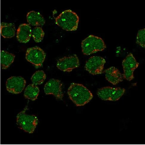 Immunocytochemistry/ Immunofluorescence - Anti-CCDC42B antibody (AB151025)