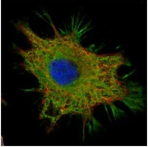 Immunocytochemistry/ Immunofluorescence - Anti-CCDC50 antibody (AB127169)