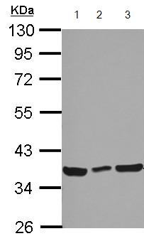 Western blot - Anti-CCDC50 antibody (AB127169), expandable thumbnail