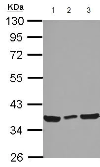 Western blot - Anti-CCDC50 antibody (AB127169)