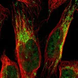 Immunocytochemistry/ Immunofluorescence - Anti-CCDC51 antibody (AB121329)