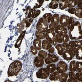 Immunohistochemistry (Formalin/PFA-fixed paraffin-embedded sections) - Anti-CCDC51 antibody (AB121329)