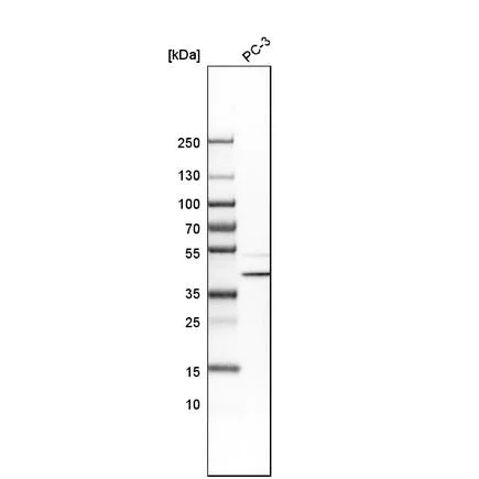 Western blot - Anti-CCDC51 antibody (AB121329)