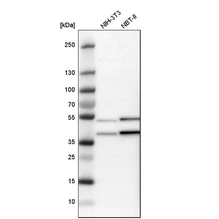 Western blot - Anti-CCDC51 antibody (AB121329)