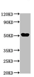 Western blot - Anti-CCDC6 antibody (AB235912)