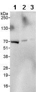 Western blot - Anti-CCDC6 antibody (AB85923)