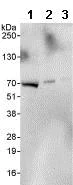 Western blot - Anti-CCDC6 antibody (AB85923)