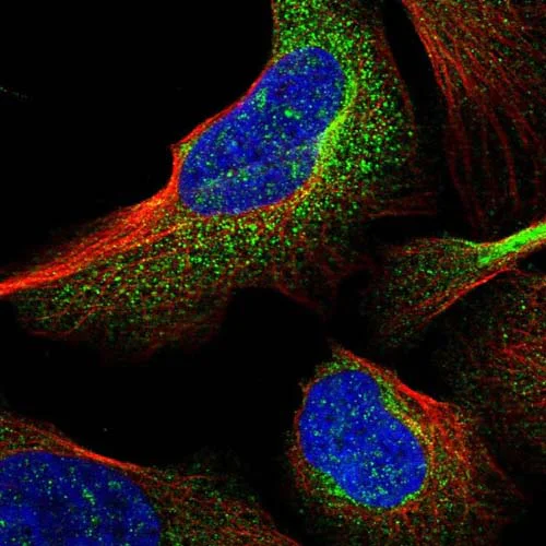 Immunocytochemistry/ Immunofluorescence - Anti-CCDC65 antibody (AB122482)