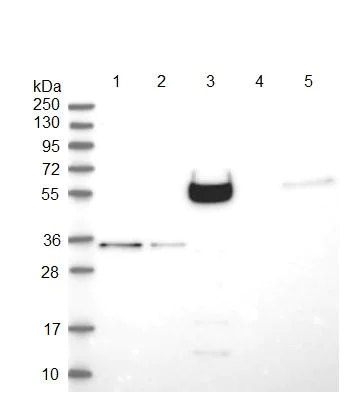 Western blot - Anti-CCDC65 antibody (AB122482)
