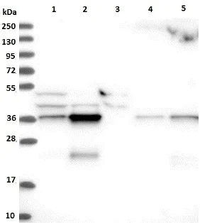 Western blot - Anti-CCDC75 antibody (AB122451)