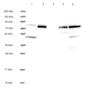 Western blot - Anti-CCDC81 antibody (AB126514)