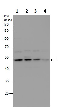 Western blot - Anti-CCDC91 antibody (AB227558)