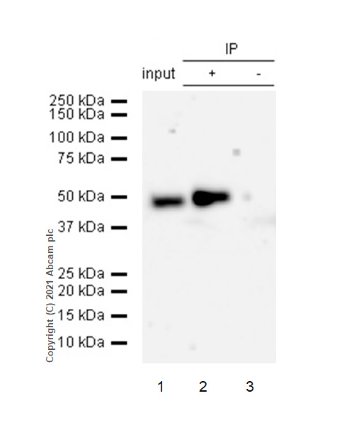 Immunoprecipitation - Anti-CCDC98 antibody [EPR6310(2)] (AB139191), expandable thumbnail