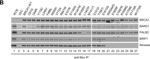 Western blot - Anti-CCDC98 antibody [EPR6310(2)] (AB139191), expandable thumbnail
