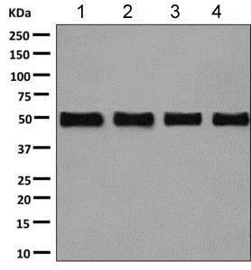Western blot - Anti-CCDC98 antibody [EPR6310(2)] - BSA and Azide free (AB248872)
