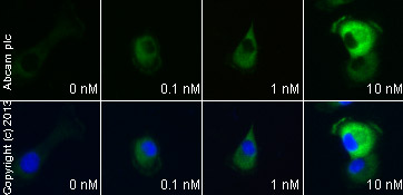 Functional Studies - CCK Octapeptide sulfated, C-terminal ocatapeptide of CCK (AB120209), expandable thumbnail