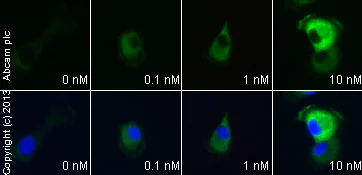 Functional Studies - CCK Octapeptide sulfated, C-terminal ocatapeptide of CCK (AB120209)