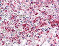 Immunohistochemistry (Formalin/PFA-fixed paraffin-embedded sections) - Anti-CCK1-R antibody (AB115287)