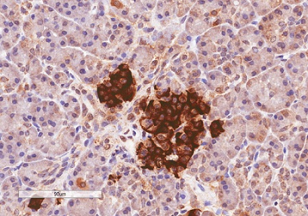 Immunohistochemistry (Formalin/PFA-fixed paraffin-embedded sections) - Anti-CCK1-R antibody (AB77269)