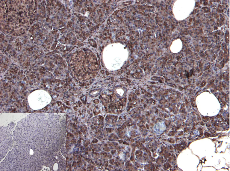 Immunohistochemistry (Formalin/PFA-fixed paraffin-embedded sections) - Anti-CCK2-R antibody (AB77077)