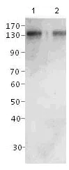 Western blot - Anti-CCK4 antibody (AB117412)