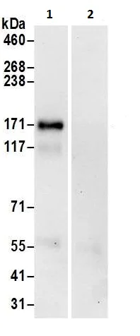 Immunoprecipitation - Anti-CCK4 antibody (AB225874)