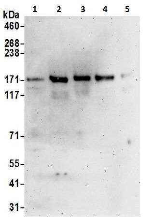 Western blot - Anti-CCK4 antibody (AB225874), expandable thumbnail