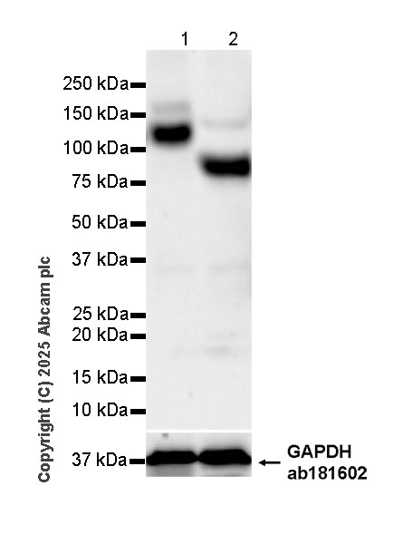 Western blot - Anti-CCK4 antibody [EPR30150-524] (AB323570), expandable thumbnail