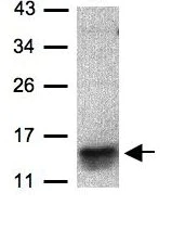 Western blot - Anti-CCL1 antibody (AB97320)