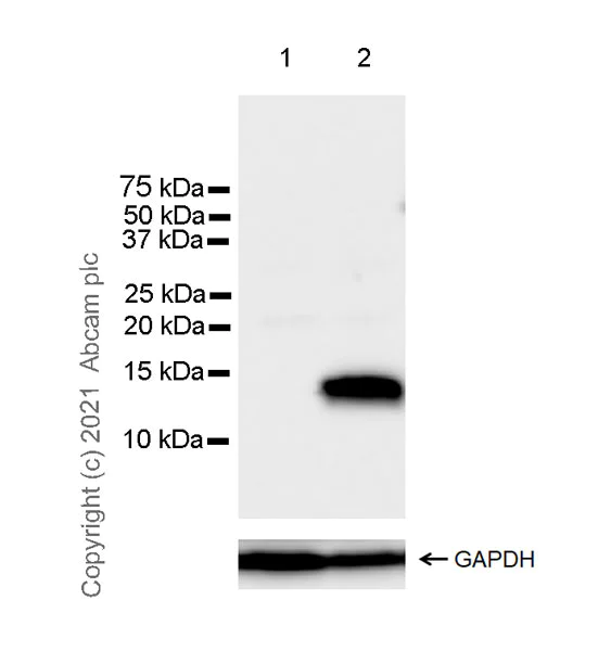 Western blot - Anti-CCL1 antibody [EPR21168-154] (AB280356)