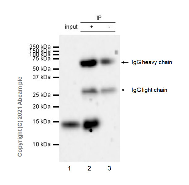 Immunoprecipitation - Anti-CCL1 antibody [EPR21168-154] - BSA and Azide free (AB280371), expandable thumbnail