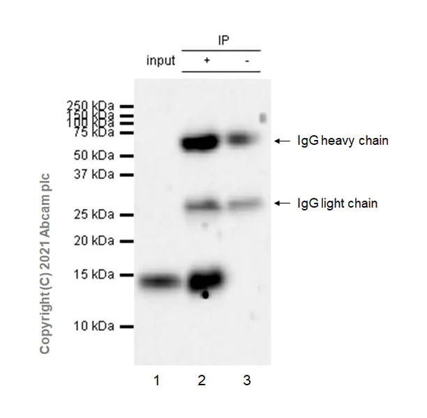 Immunoprecipitation - Anti-CCL1 antibody [EPR21168-154] - BSA and Azide free (AB280371)