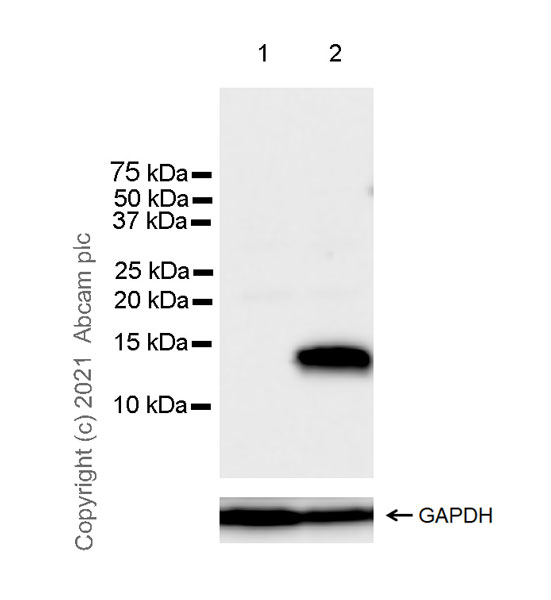 Western blot - Anti-CCL1 antibody [EPR21168-154] - BSA and Azide free (AB280371), expandable thumbnail