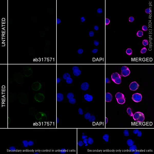 Immunocytochemistry/ Immunofluorescence - Anti-CCL1 antibody [EPR28766-53] - BSA and Azide free (AB317572)