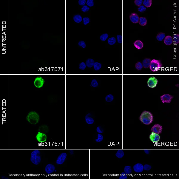 Immunocytochemistry/ Immunofluorescence - Anti-CCL1 antibody [EPR28766-53] - BSA and Azide free (AB317572)