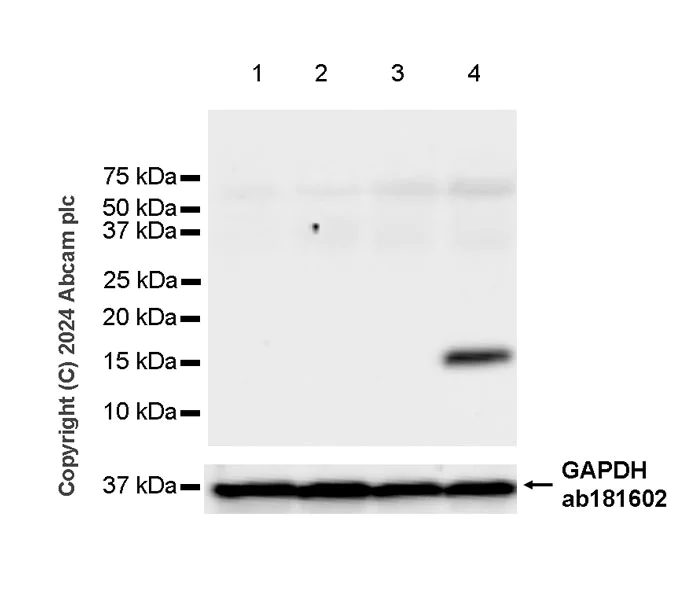 Western blot - Anti-CCL1 antibody [EPR28766-53] - BSA and Azide free (AB317572)